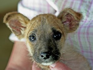 rescued pup