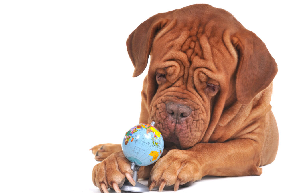 What to do if your pet goes missing
