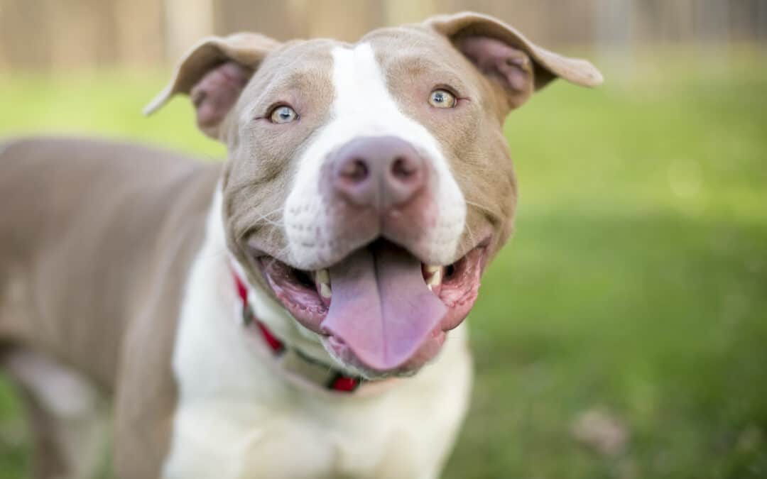 Pitbulls steri attracts wide support