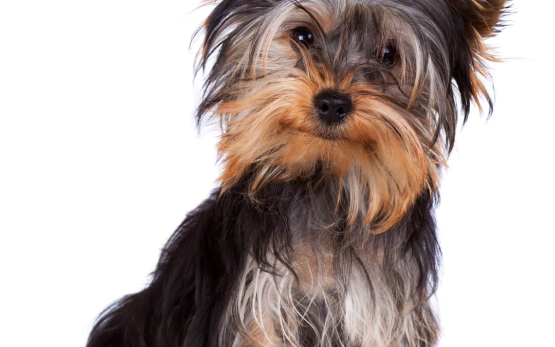 Teacup dogs risk serious health issues