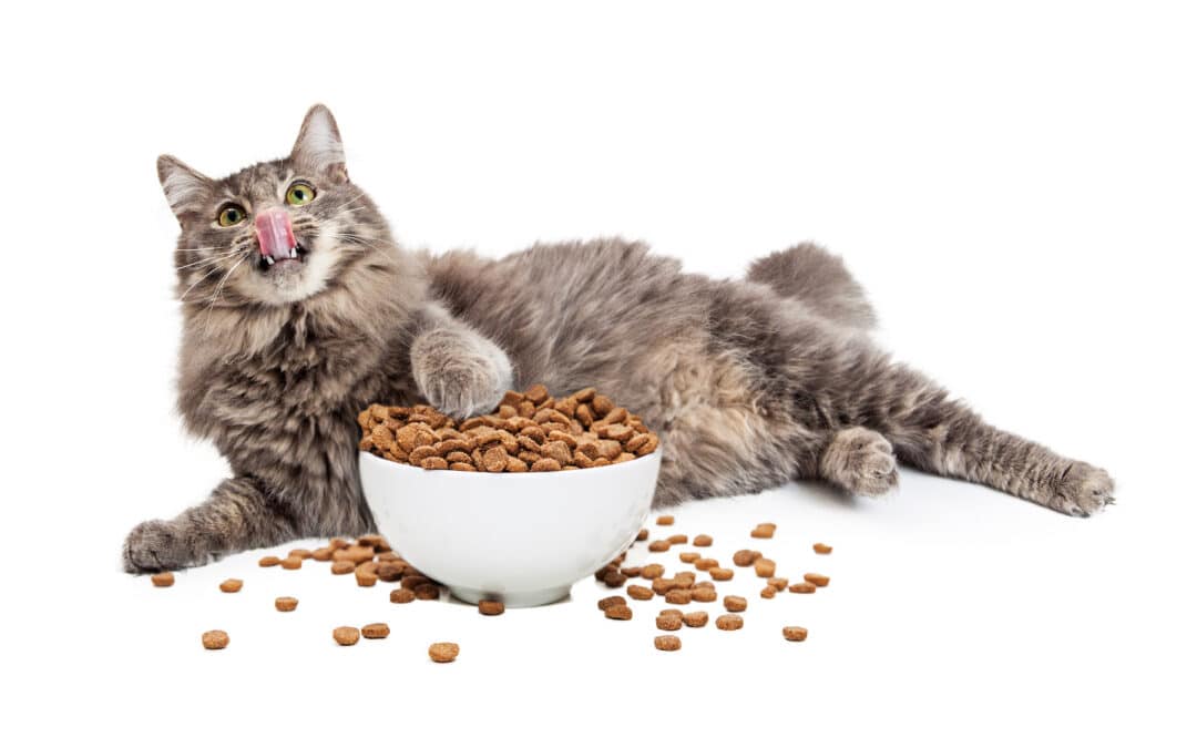 Wet food or dry food for cats?