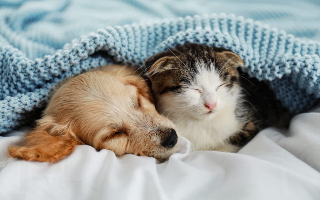 Winter safety tips for pet owners