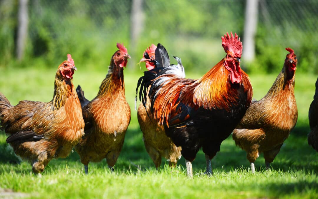 Avian flu and pet chickens