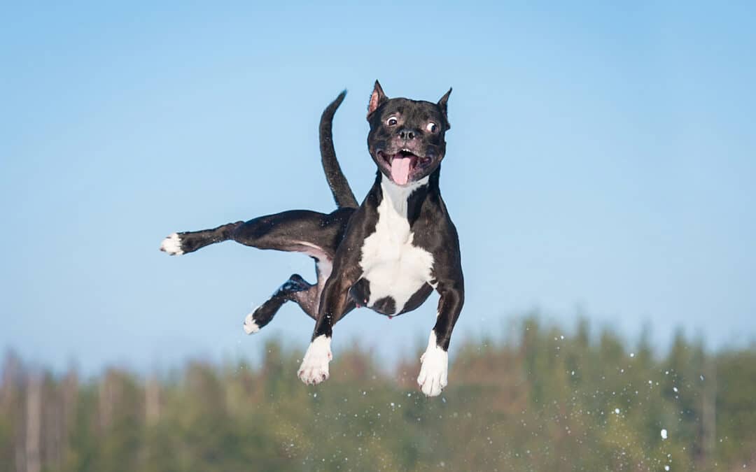 Fear of fireworks worse in some breeds