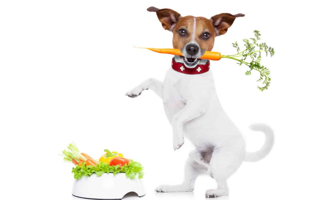 New Year Resolutions for pet owners