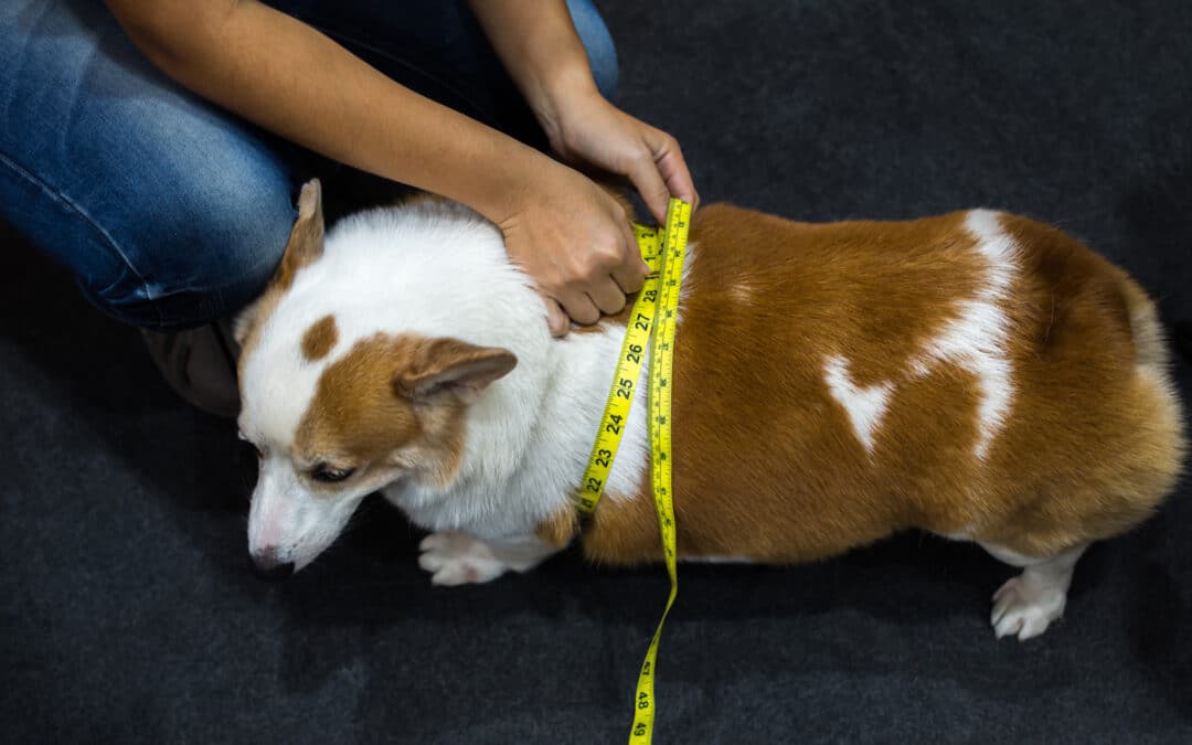 Weight is vital to pets’ health