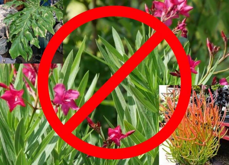 Plants that are poisonous to pets