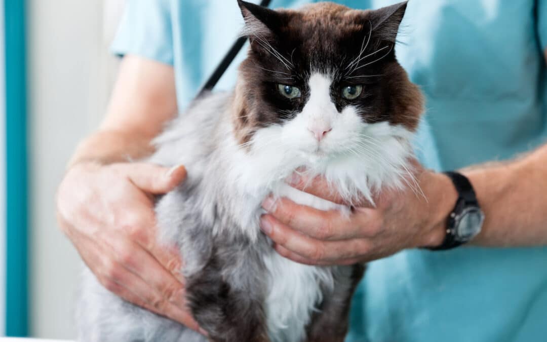 When to take your cat to the vet