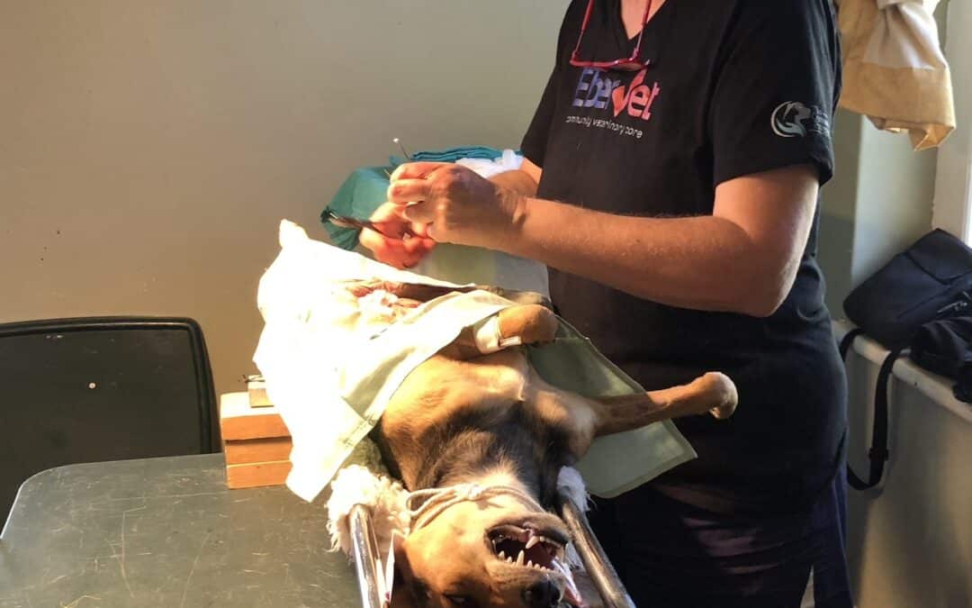 Greyton spayathon a sweaty success