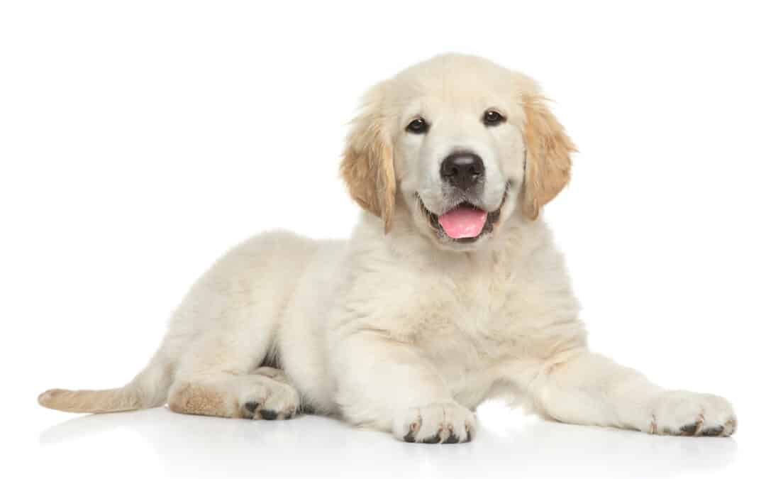 Parvovirus is showing up more often in adults