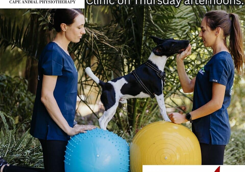 Physiotherapy for pets: how it helps