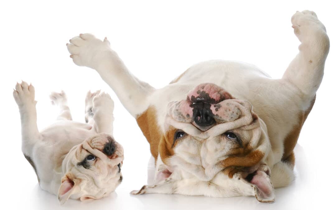 Urinary tract infections in dogs