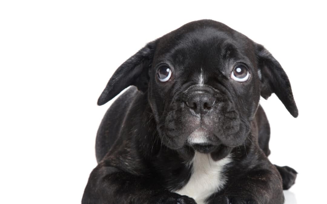 Separation anxiety in pets