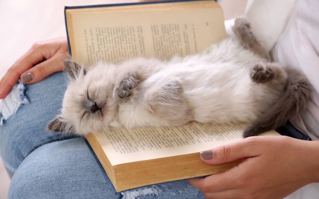Fading kitten syndrome