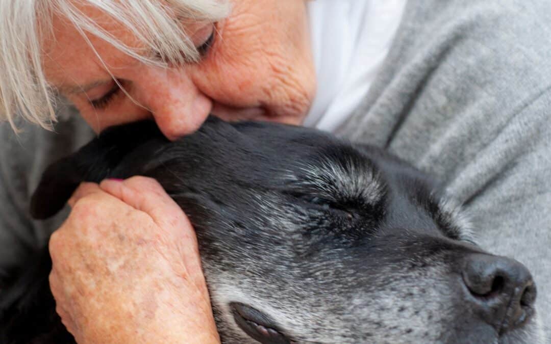 Geriatric Pet Care