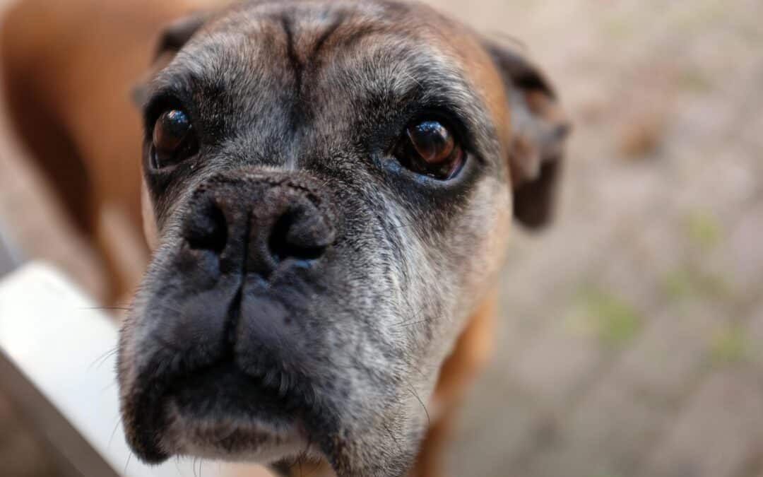Quality of Life Assessments in Pets